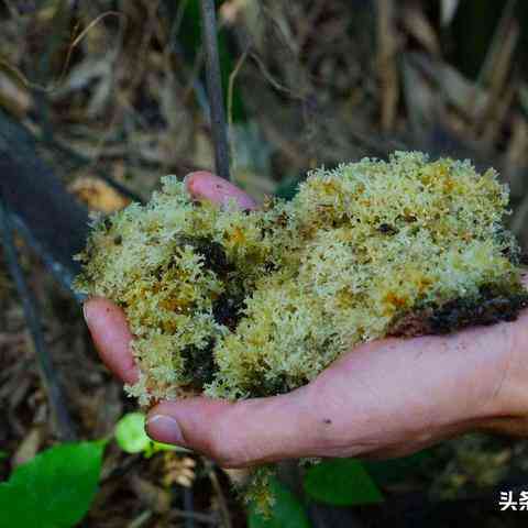 燕窝搭配什么吃比较好吃且营养更佳组合推荐