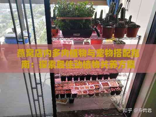 燕窝店内多肉植物与宠物搭配指南：探索更佳动植物共养方案