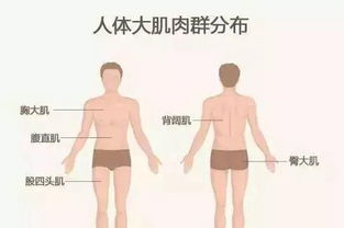 全面解析：燕窝与健身动作搭配指南，助您健康塑形