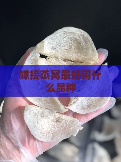 嫁接燕窝更好用什么品种