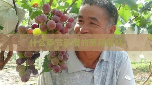 什么季节采摘的燕窝更好