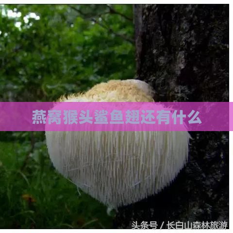 燕窝猴头鲨鱼翅还有什么