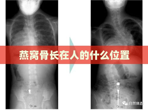 燕窝骨长在人的什么位置