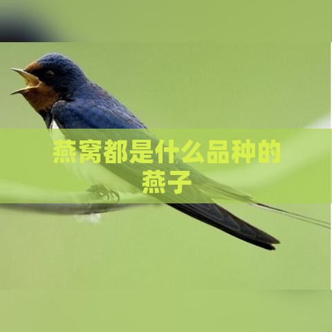 燕窝都是什么品种的燕子