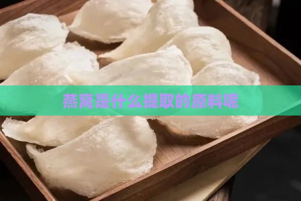 燕窝是什么提取的原料呢