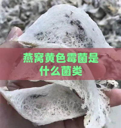 燕窝黄色霉菌是什么菌类