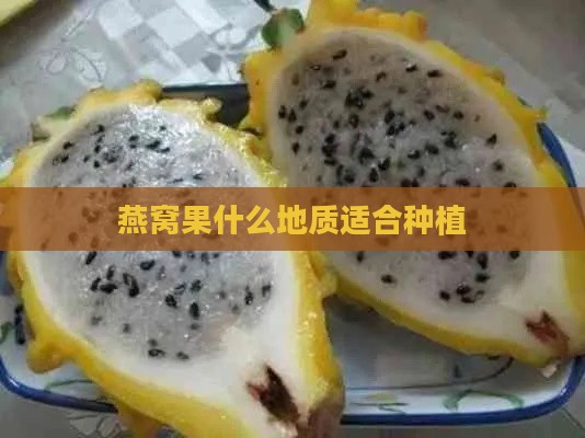 燕窝果什么地质适合种植