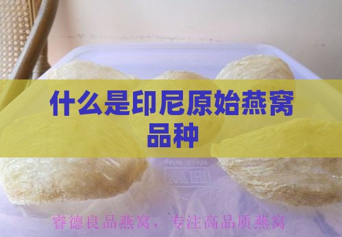 什么是印尼原始燕窝品种