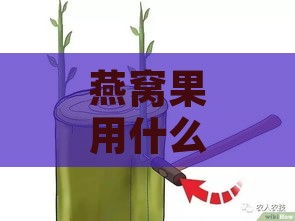 燕窝果用什么砧木种植好