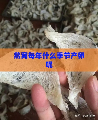 燕窝每年什么季节产卵呢