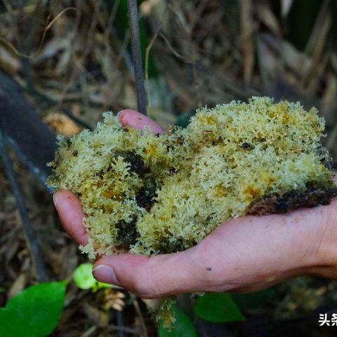 春夏季燕窝搭配什么好呢