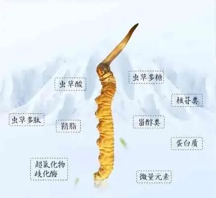 冬虫夏草燕窝作用是什么