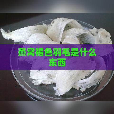 燕窝褐色羽毛是什么东西