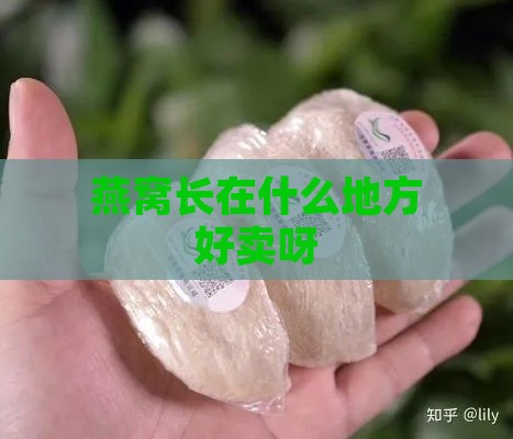 燕窝长在什么地方好卖呀