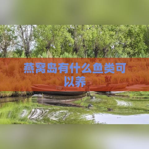 燕窝岛有什么鱼类可以养