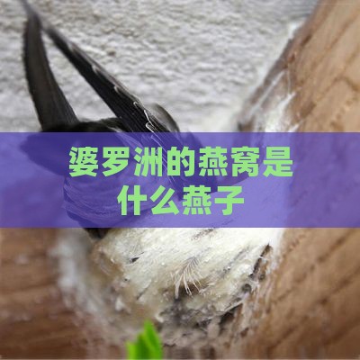 婆罗洲的燕窝是什么燕子