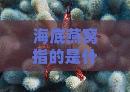 海底燕窝指的是什么动物