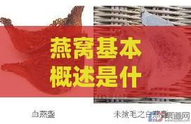 燕窝基本概述是什么意思