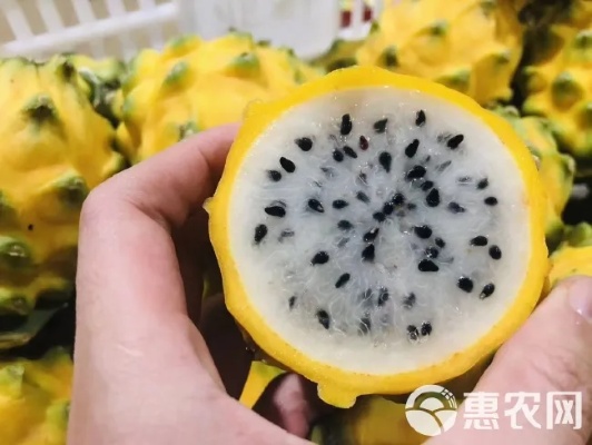 海南麒麟燕窝果什么味道