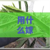 用什么嫁接燕窝果树更好