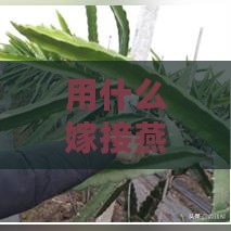 用什么嫁接燕窝果树更好