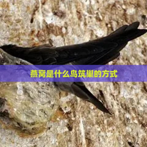 燕窝是什么鸟筑巢的方式