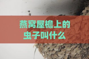 燕窝屋檐上的虫子叫什么