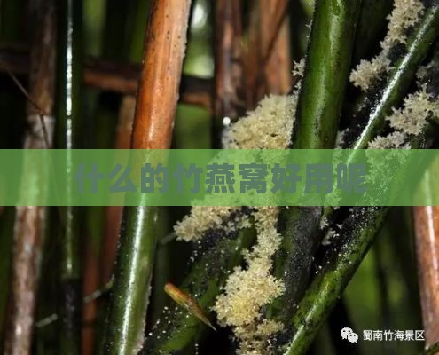 什么的竹燕窝好用呢