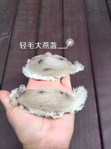 燕窝批发什么价钱更高的