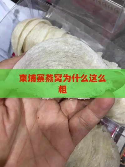 柬埔寨燕窝为什么这么粗