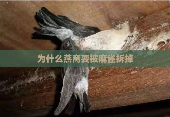 为什么燕窝要被麻雀拆掉