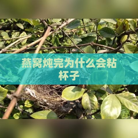 燕窝炖完为什么会粘杯子