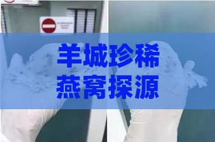 羊城珍稀燕窝探源科技