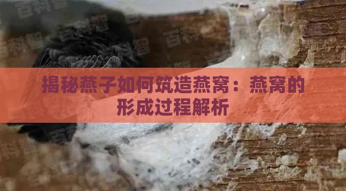 揭秘燕子如何筑造燕窝：燕窝的形成过程解析