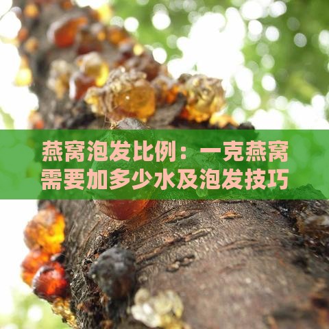 燕窝泡发比例：一克燕窝需要加多少水及泡发技巧详解-燕窝一次泡发多少克