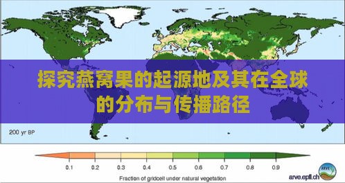 探究燕窝果的起源地及其在全球的分布与传播路径