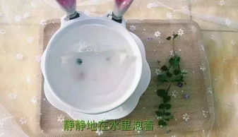 燕窝泡发更佳水温指南：热水泡制温度探讨