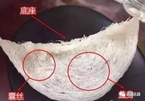 '探究更佳泡发燕窝的水温：多少度的水温更能激发燕窝营养'