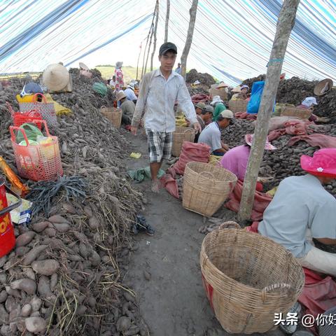 越南精选即食燕窝知名推荐