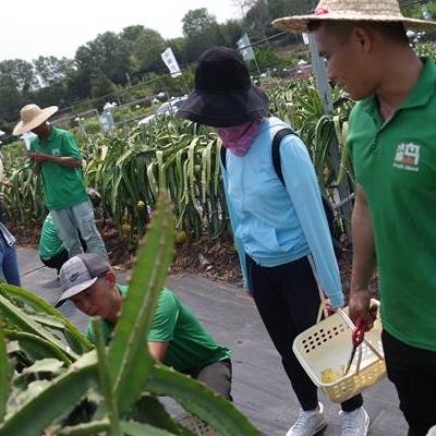 三亚地区燕窝代理批发价格一览：最新市场行情与完整价格表